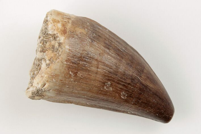 Fossil Mosasaur (Prognathodon) Tooth - Morocco #200924